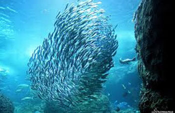 sardine in the sea