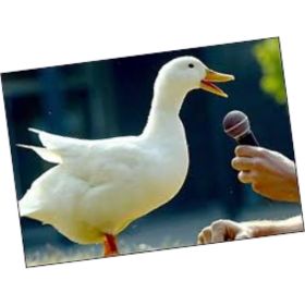 Authors need to get their “quacker” in gear …15 Tips to shout out good news!